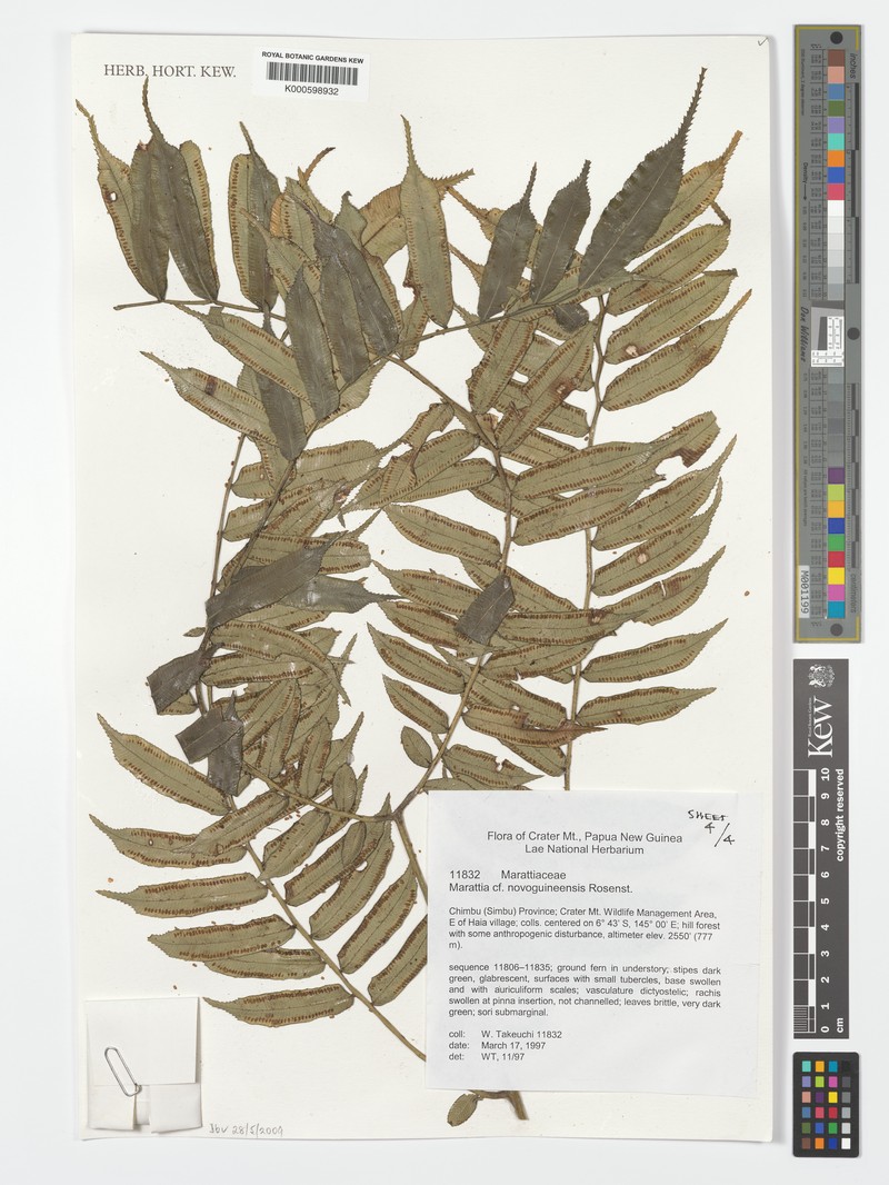 Ptisana novoguineensis photo 3