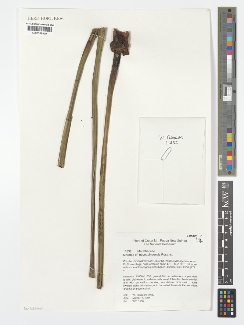 Ptisana novoguineensis photo 4