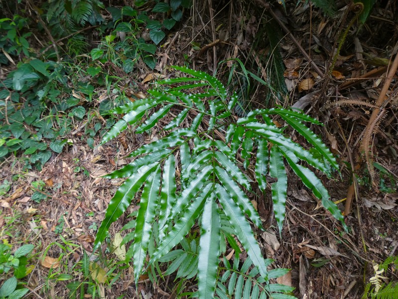 Ptisana oreades