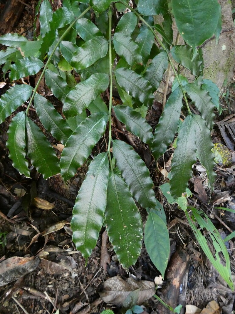 Ptisana oreades photo 4