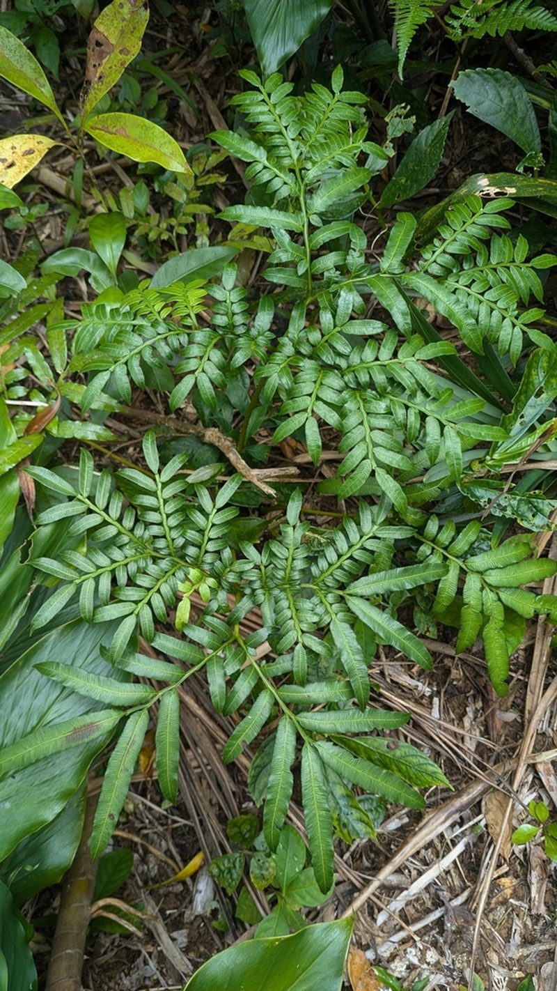 Ptisana pellucida