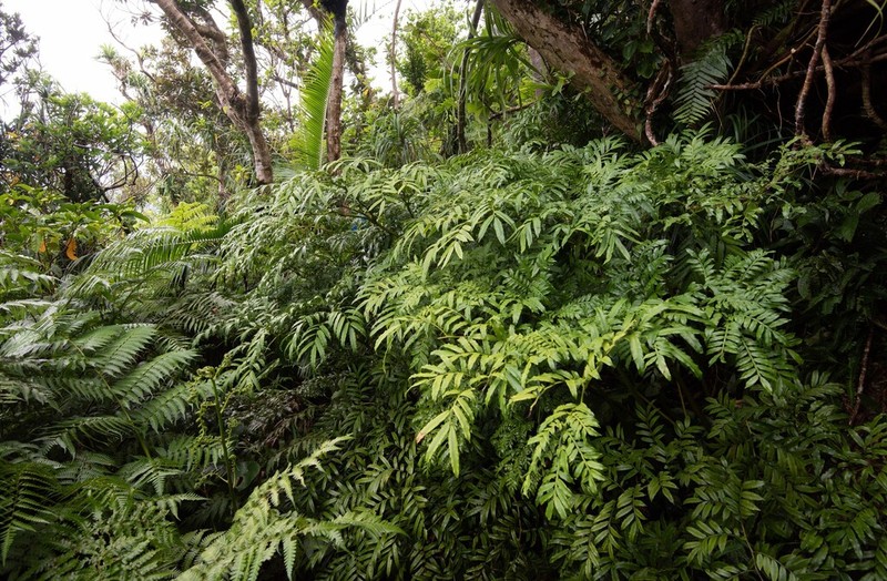 Ptisana pellucida photo 2