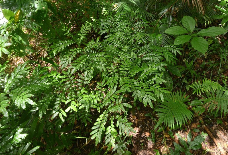 Ptisana pellucida photo 3
