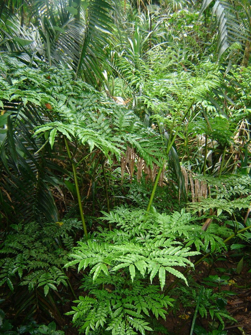 Ptisana pellucida photo 4
