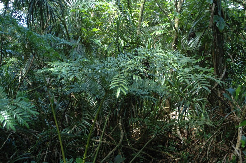 Ptisana pellucida photo 5