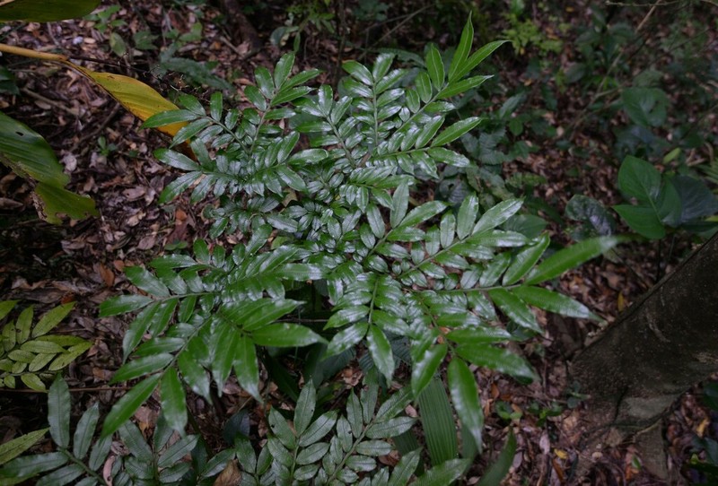Ptisana pellucida photo 7