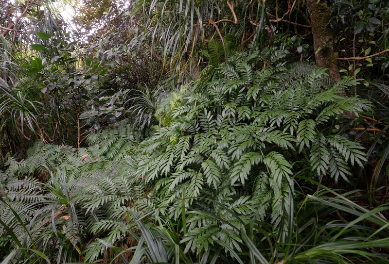 Ptisana pellucida photo 8