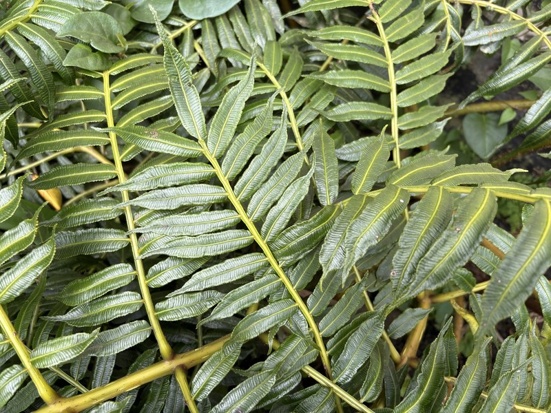 Ptisana purpurascens photo 4