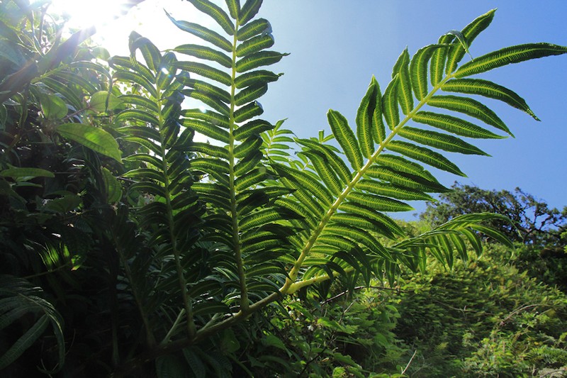 Ptisana purpurascens photo 5