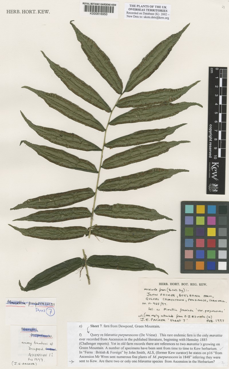 Ptisana purpurascens photo 6