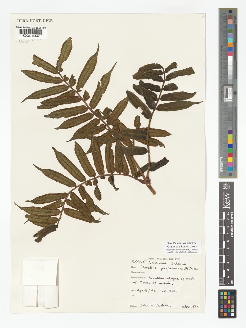 Ptisana purpurascens photo 7