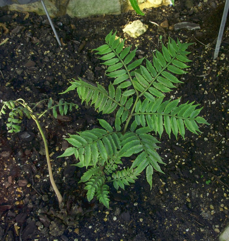 Ptisana purpurascens