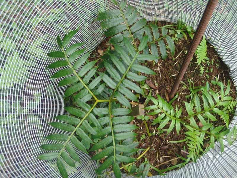 Ptisana purpurascens photo 8