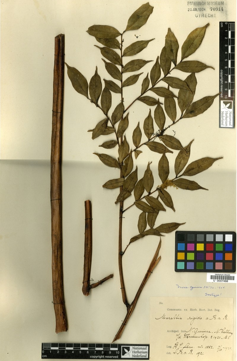 Ptisana rigida