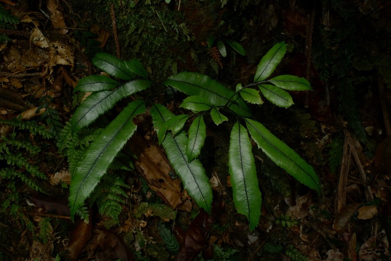 Ptisana rolandi-principis photo 2