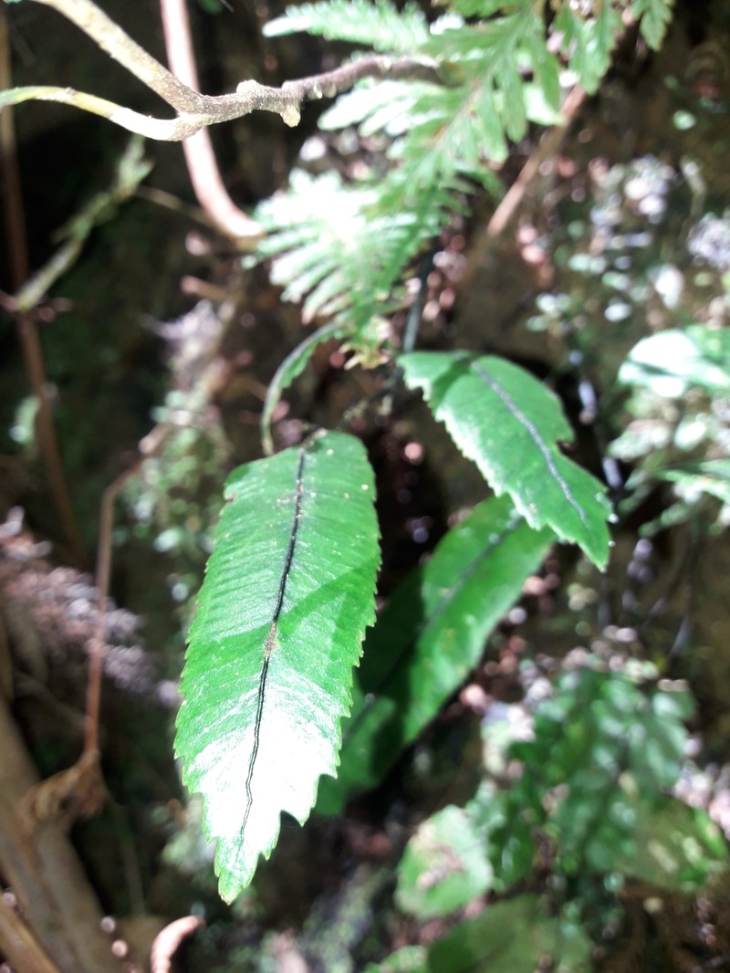 Ptisana rolandi-principis photo 5