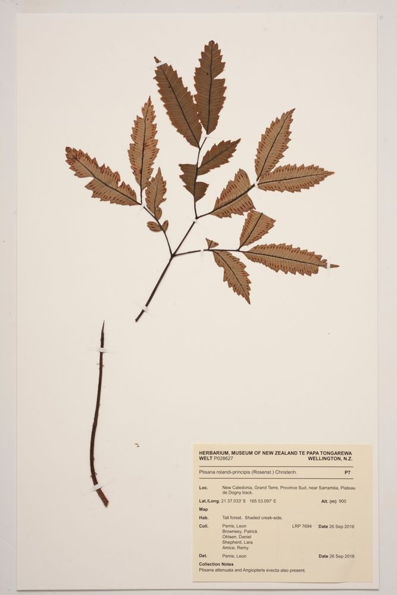 Ptisana rolandi-principis photo 6
