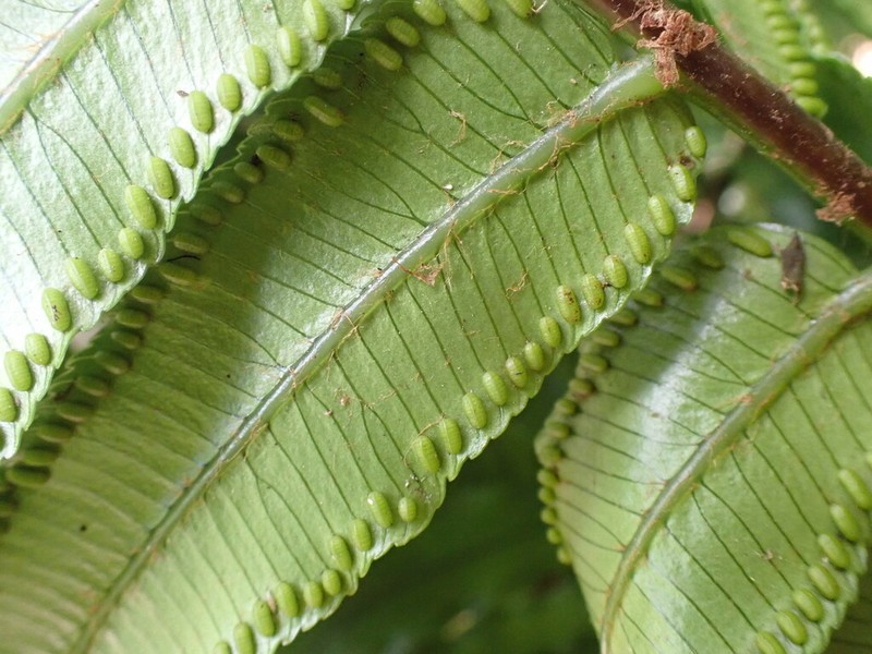 Ptisana salicina