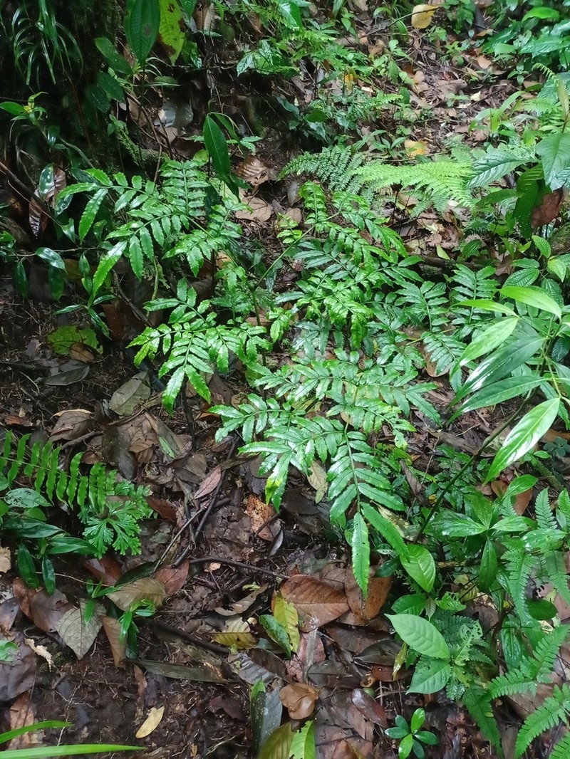 Ptisana sambucina
