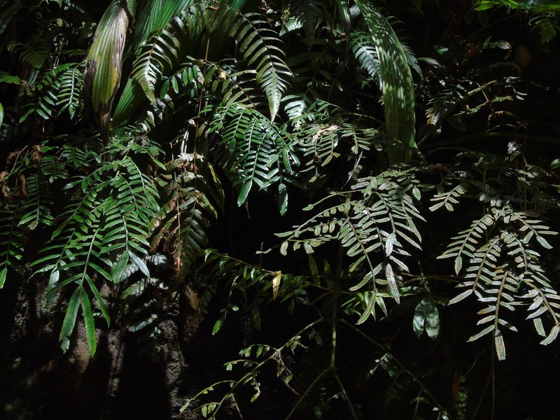 Ptisana sambucina photo 2