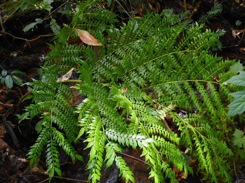 Ptisana sambucina photo 3