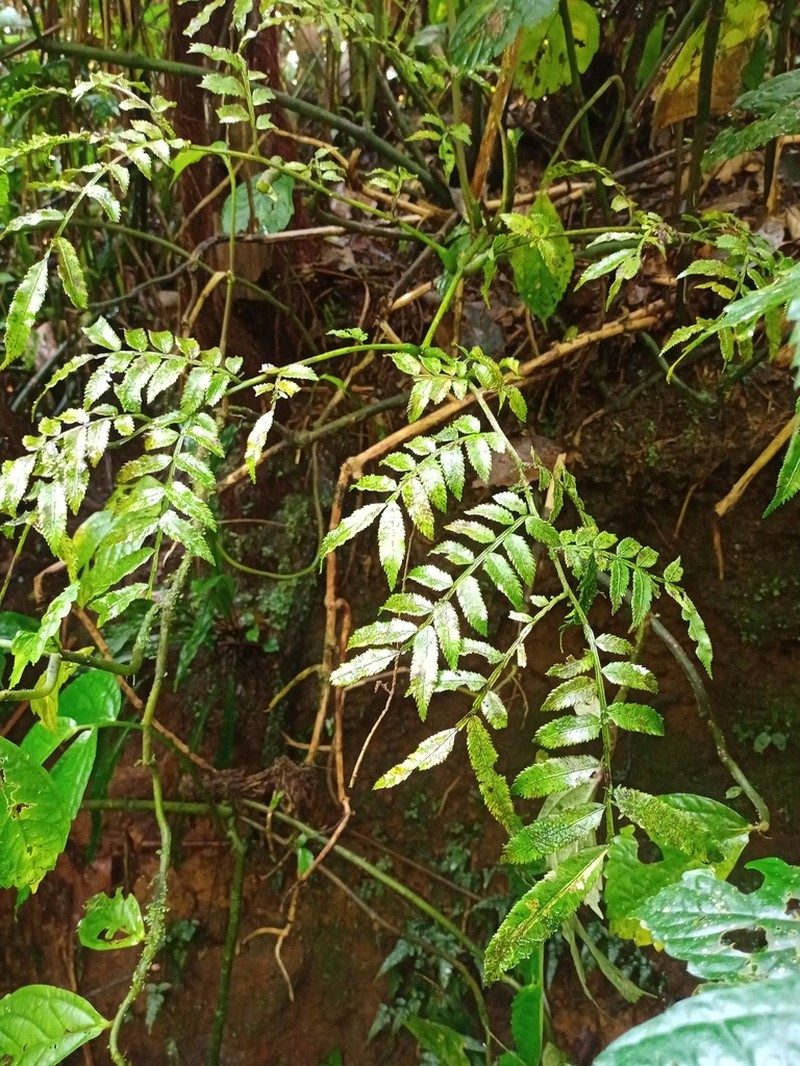 Ptisana sambucina photo 4