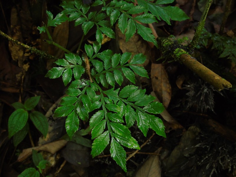 Ptisana sambucina photo 5