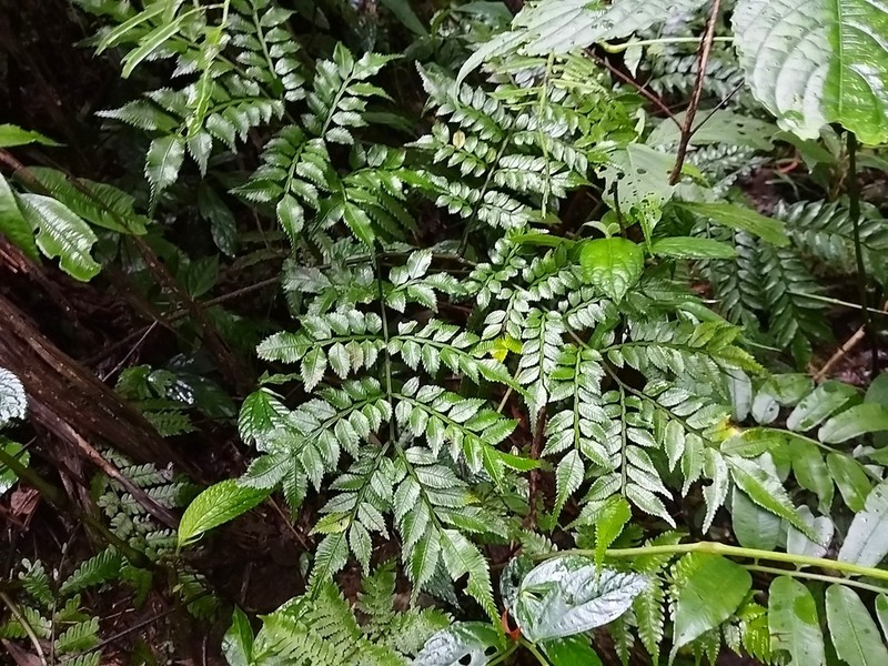Ptisana sambucina photo 6