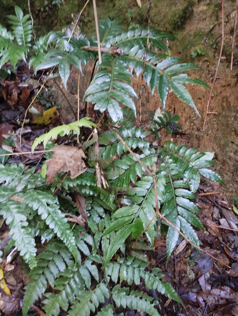 Ptisana sambucina photo 7