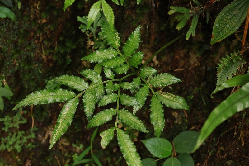 Ptisana sambucina photo 8
