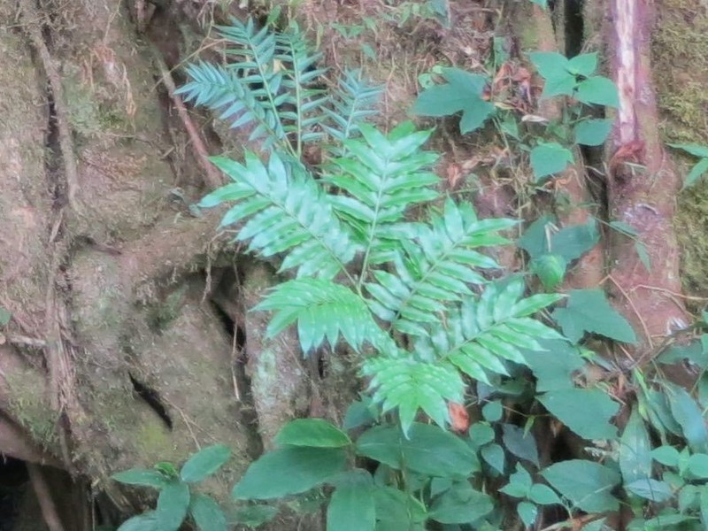 Ptisana senterreana