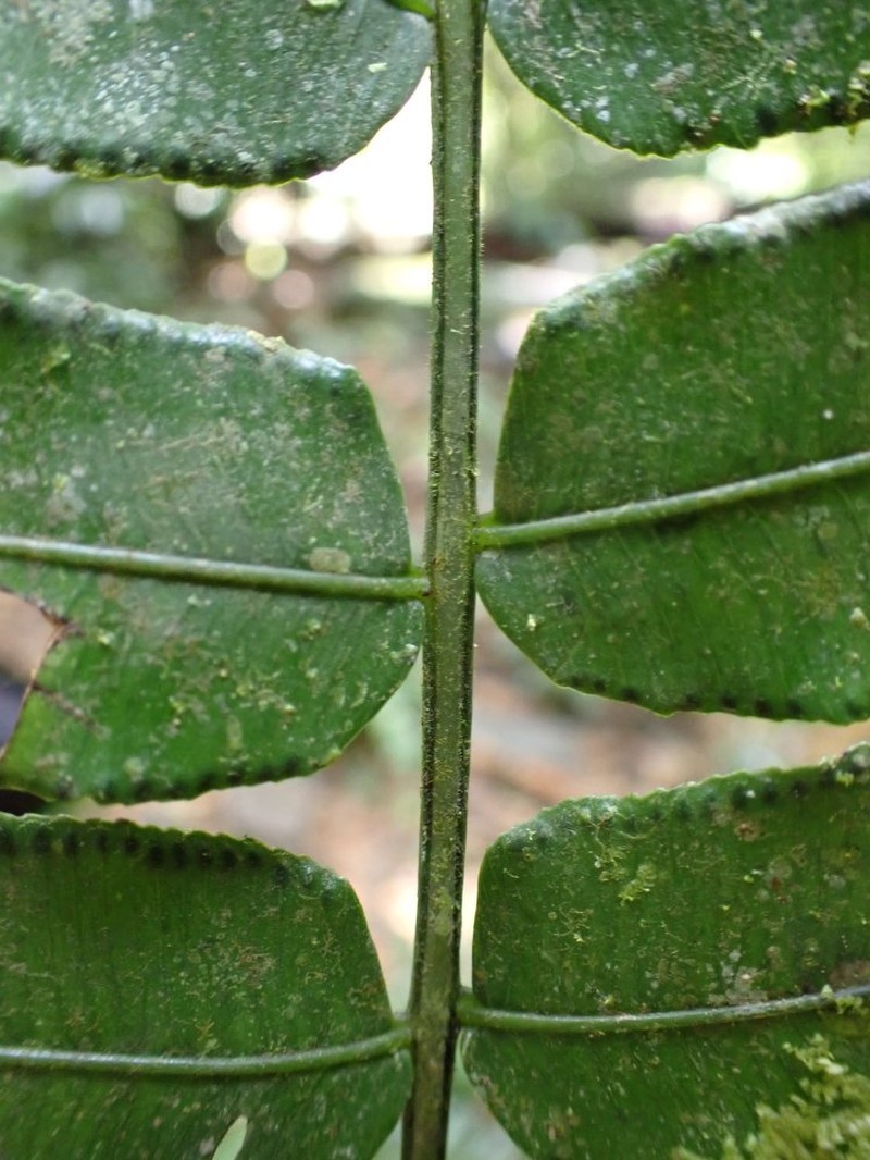 Ptisana senterreana photo 2