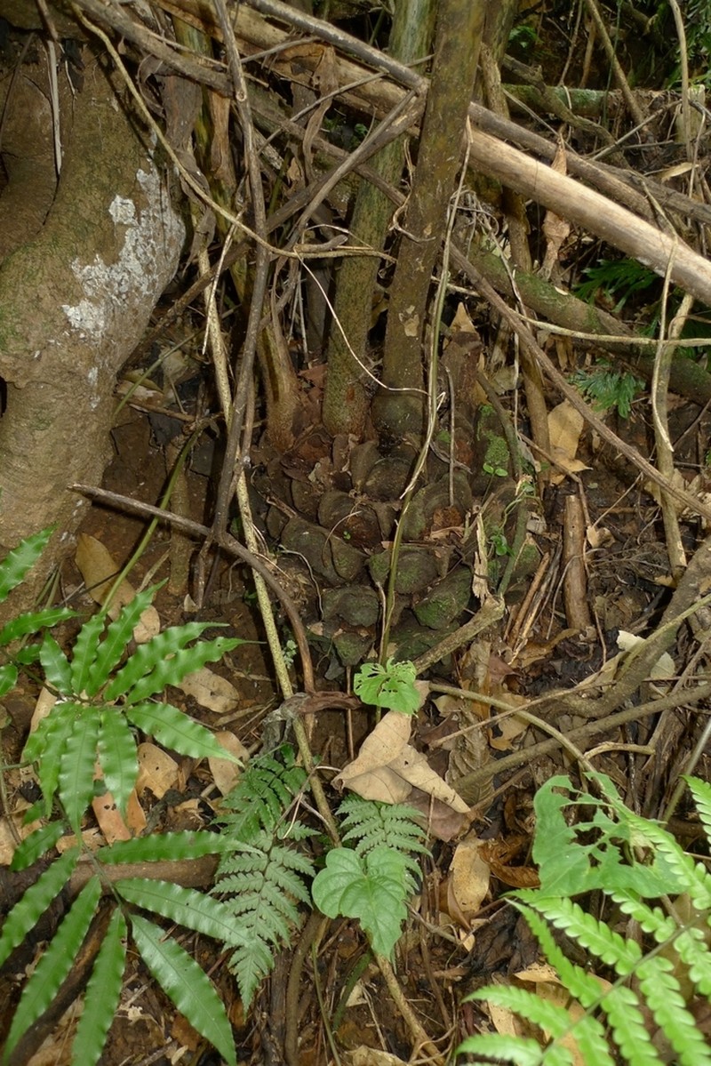 Ptisana smithii