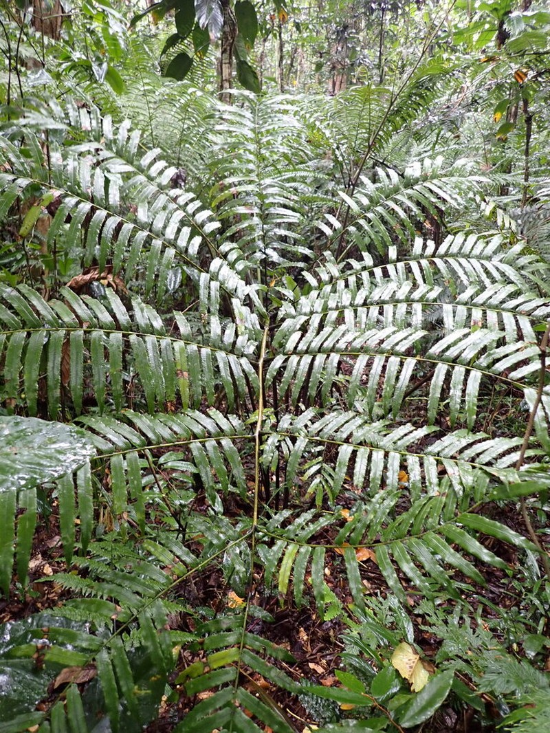 Ptisana smithii photo 2