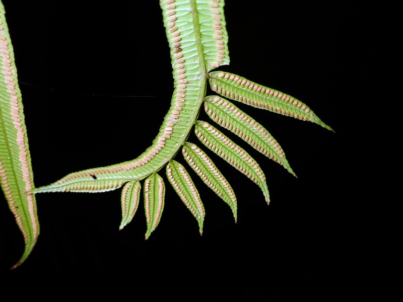 Ptisana soluta