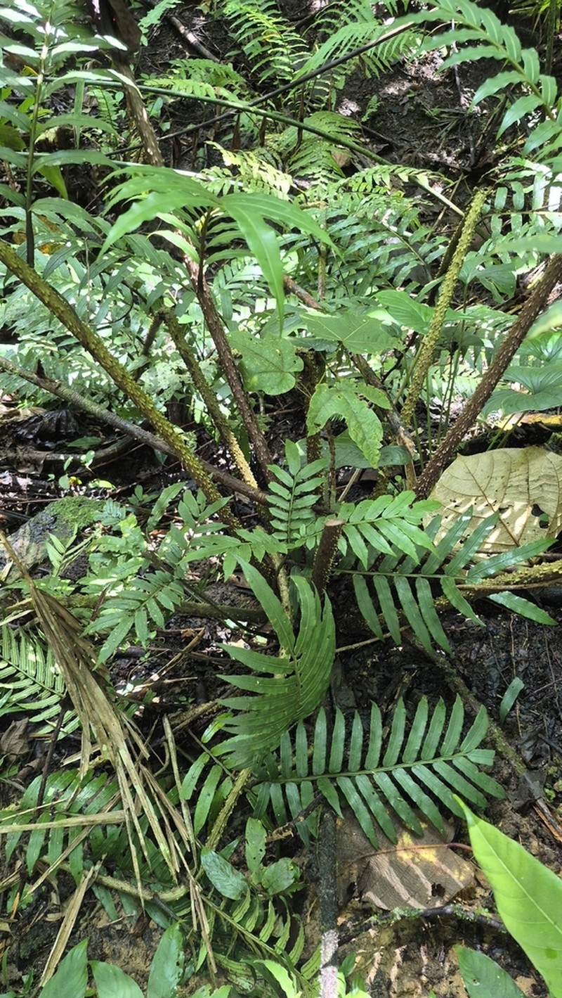 Ptisana squamosa