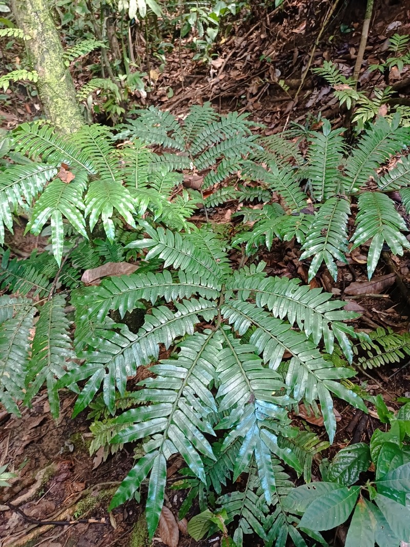 Ptisana squamosa photo 3