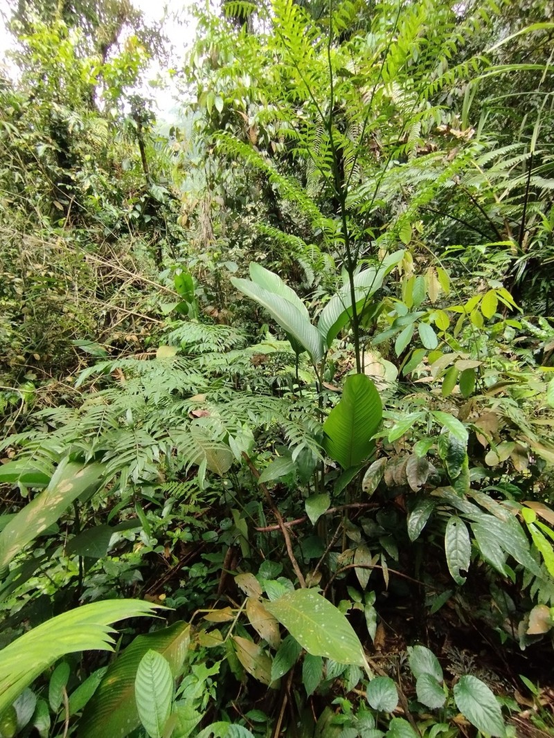 Ptisana sylvatica