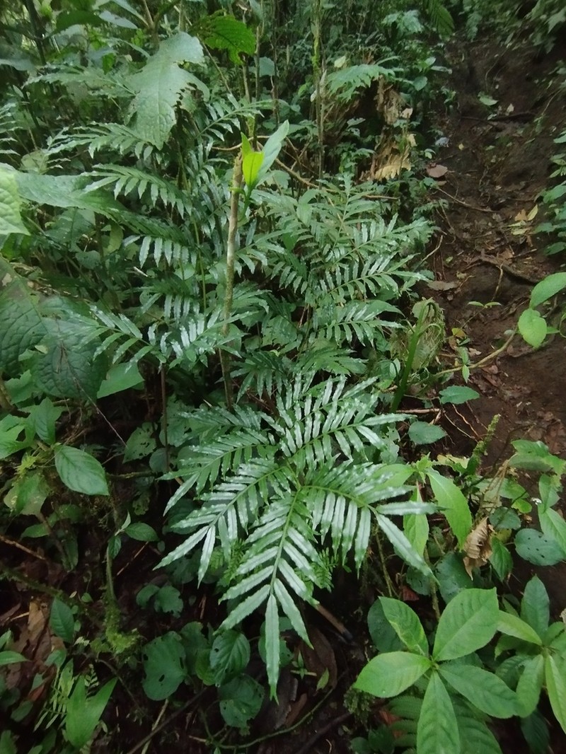 Ptisana sylvatica photo 2