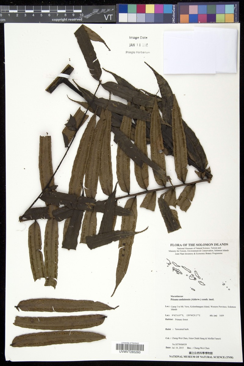 Ptisana ternatea