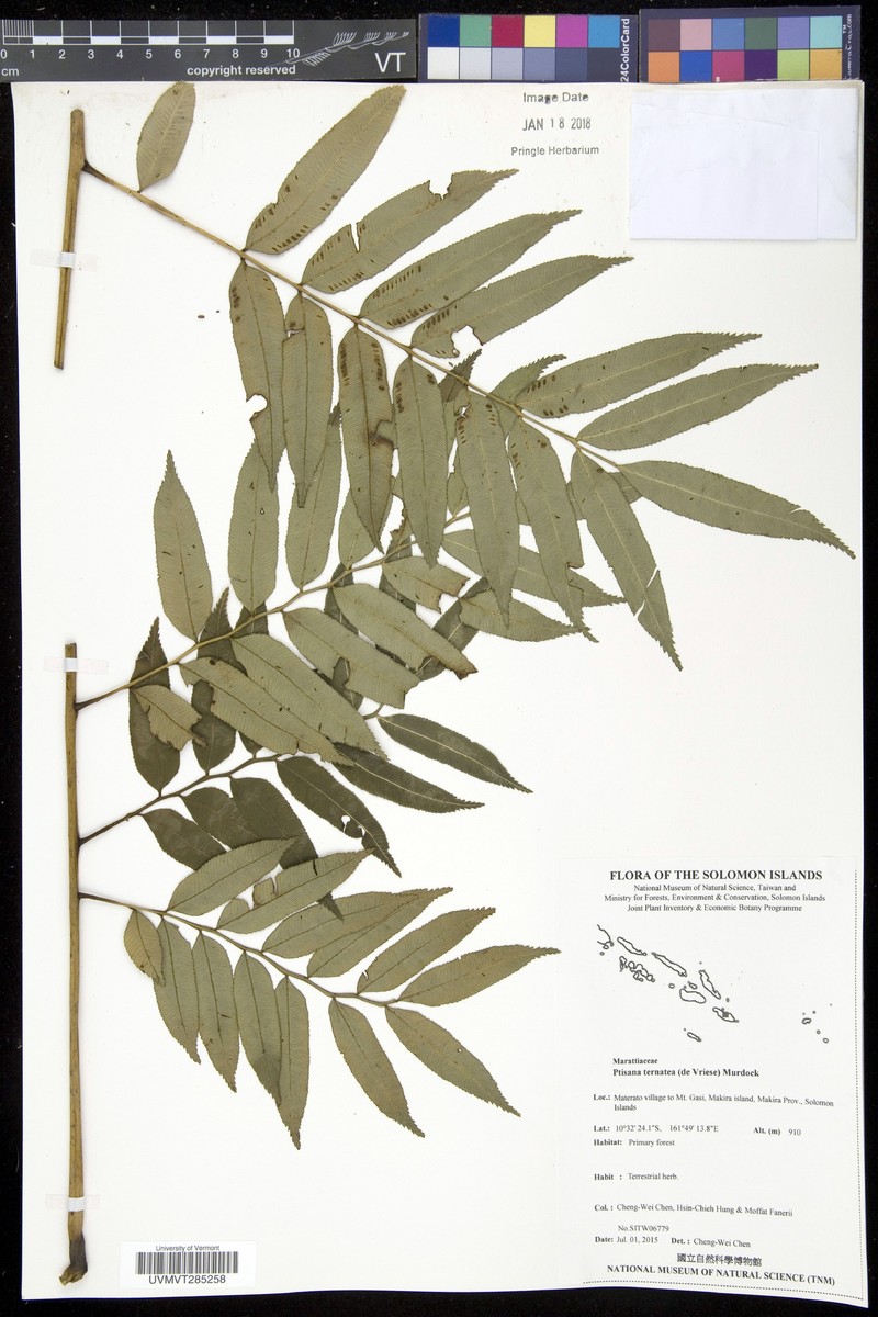 Ptisana ternatea photo 2