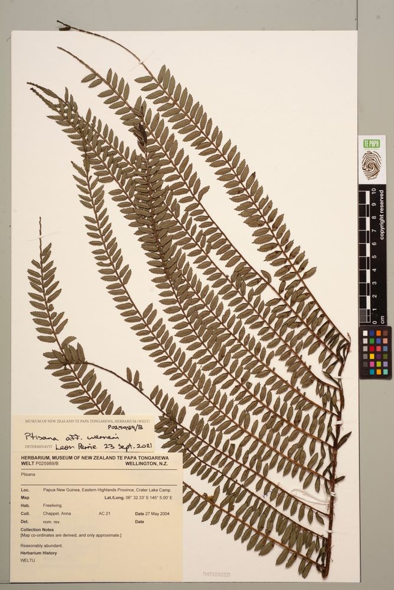 Ptisana werneri