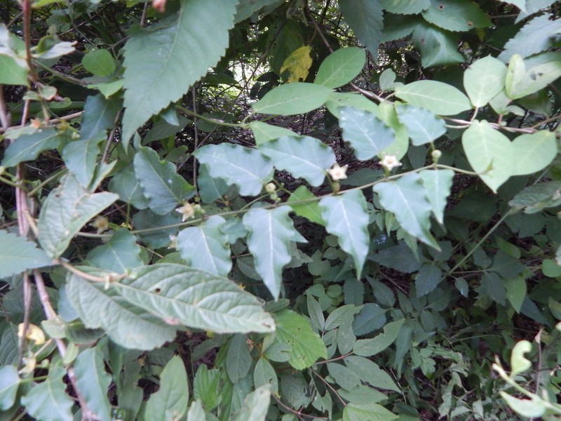Ptycanthera ocellata photo 2