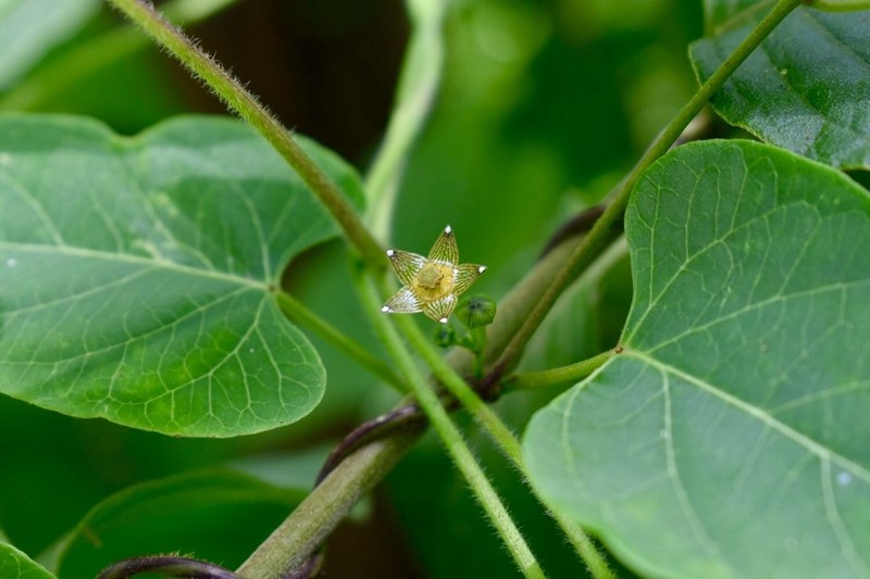 Ptycanthera ocellata photo 3