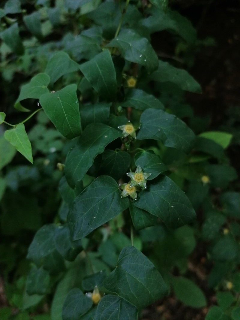 Ptycanthera ocellata photo 4