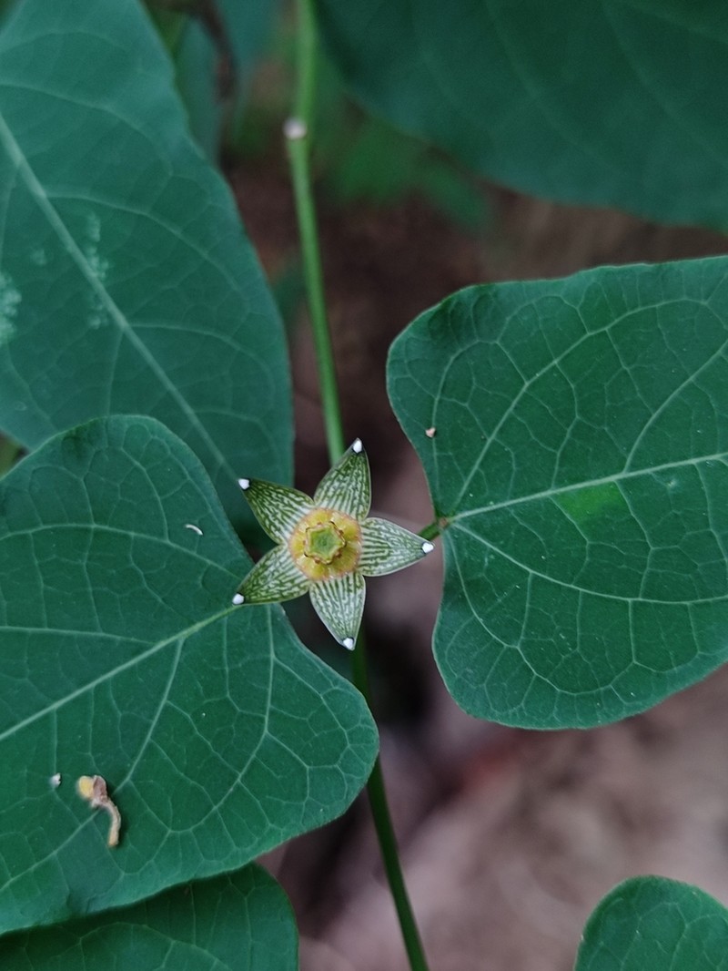 Ptycanthera ocellata photo 5
