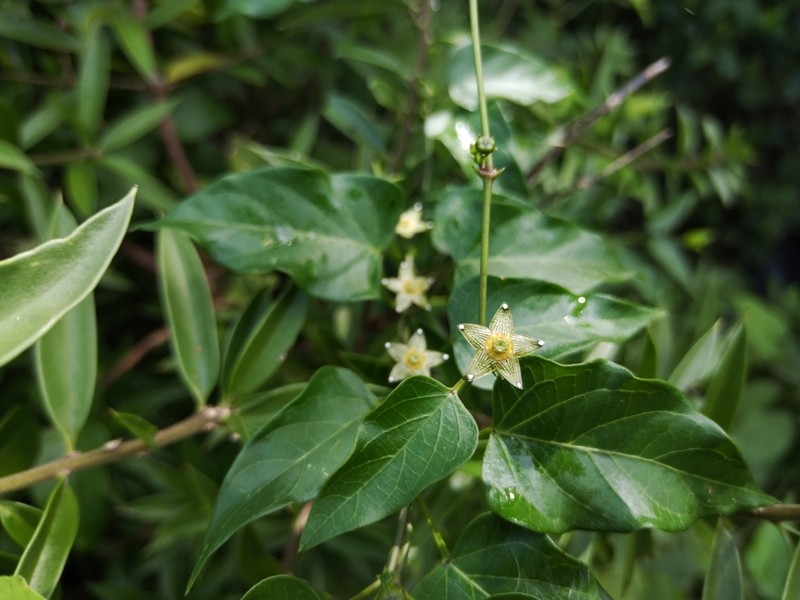Ptycanthera ocellata photo 6