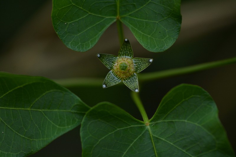 Ptycanthera ocellata photo 8