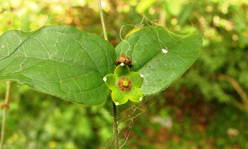 Ptycanthera pusilliflora