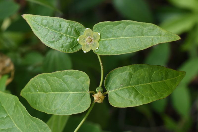 Ptycanthera pusilliflora photo 2